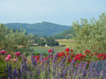 apd04smo1-vacances-au-soleil-de-provence